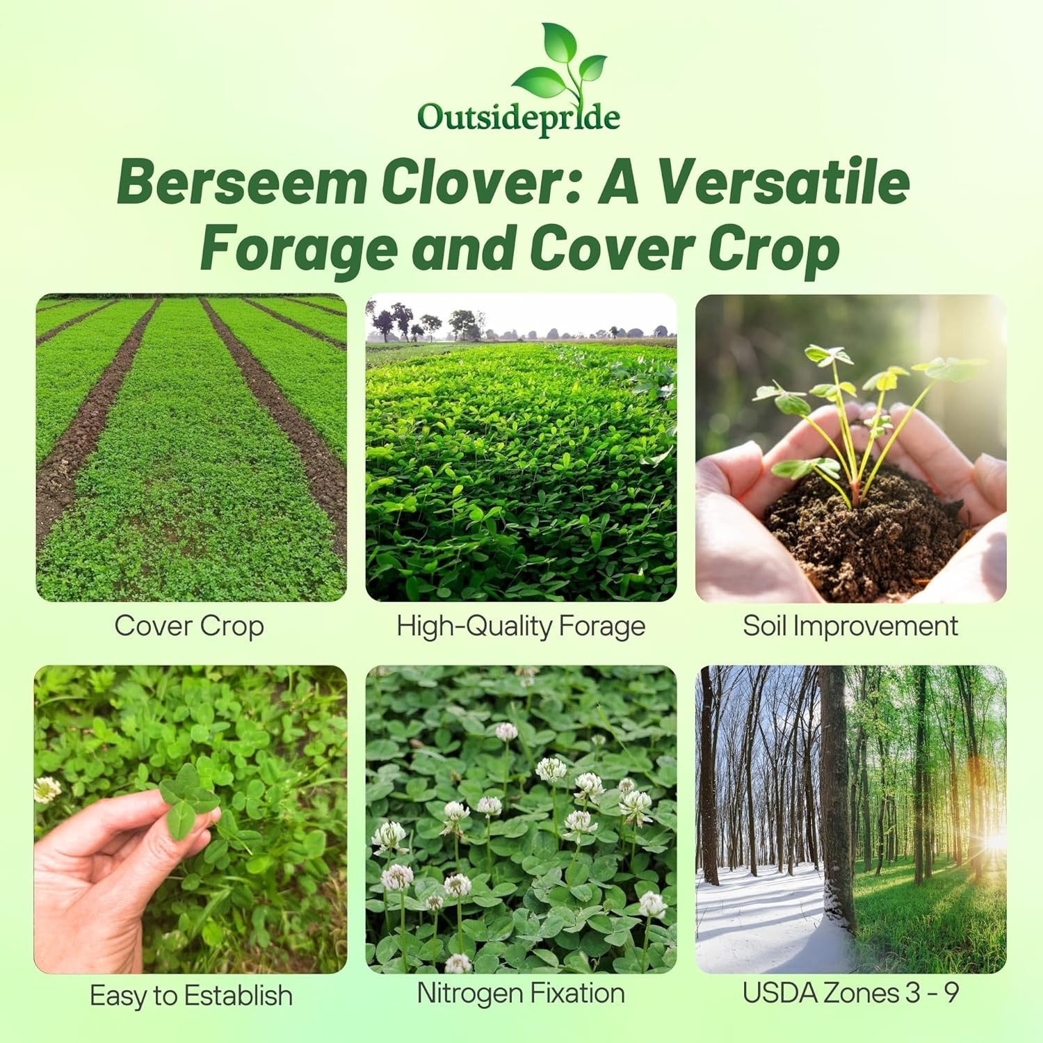 50 LBS Berseem Clover Seeds For Deer Food Plots, Cover Crops