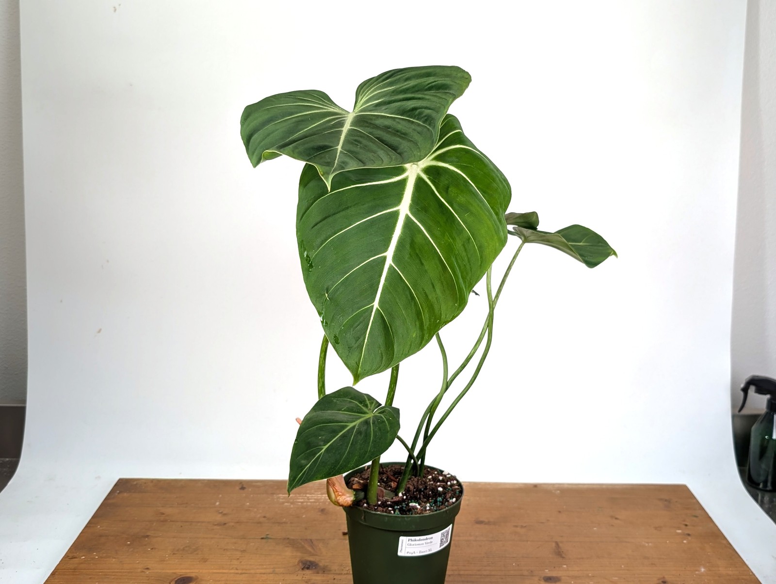 Philodendron Gloriosum Verde – Exact XL Plant in 6″ Pot (#24A)