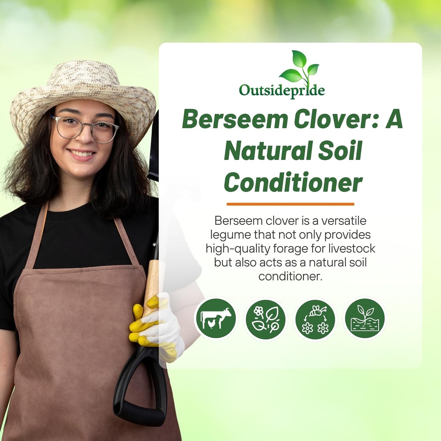 50 LBS Berseem Clover Seeds For Deer Food Plots, Cover Crops