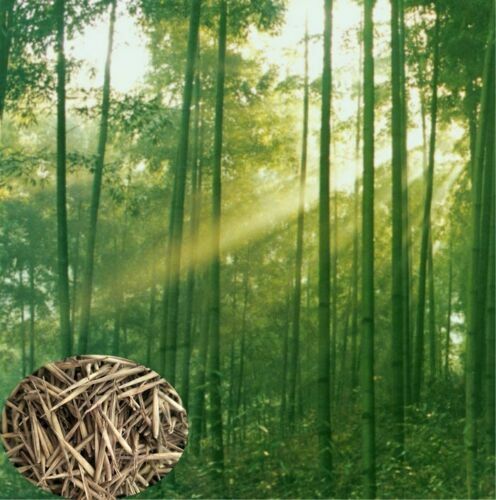 50+Giant Moso Bamboo Seeds Perennial evergreen Grows Edible Bamboo shoots USA