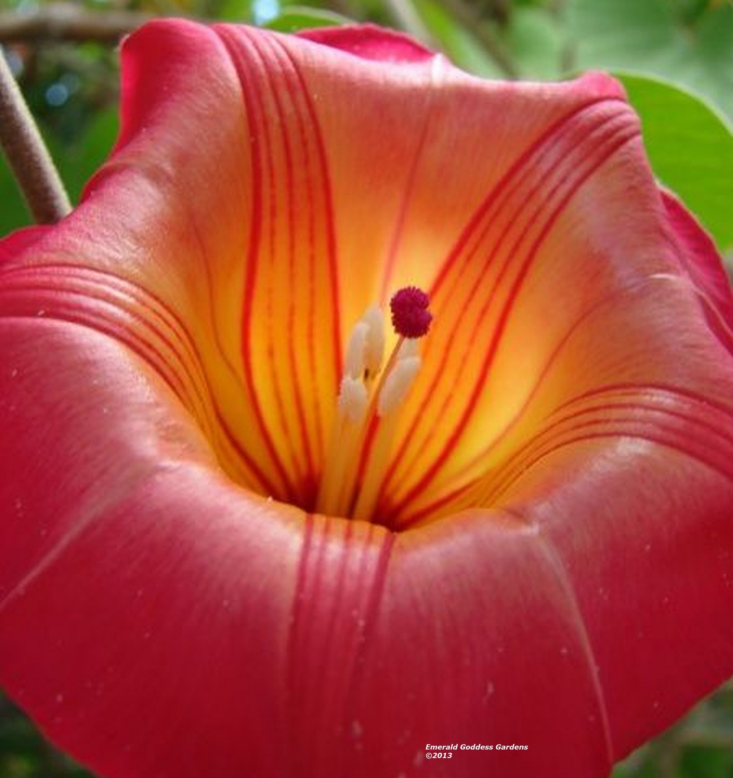 Hawaiian Sunset Vine Live Tropical Plant Large Pink Yellow Flower 8-10″ Long