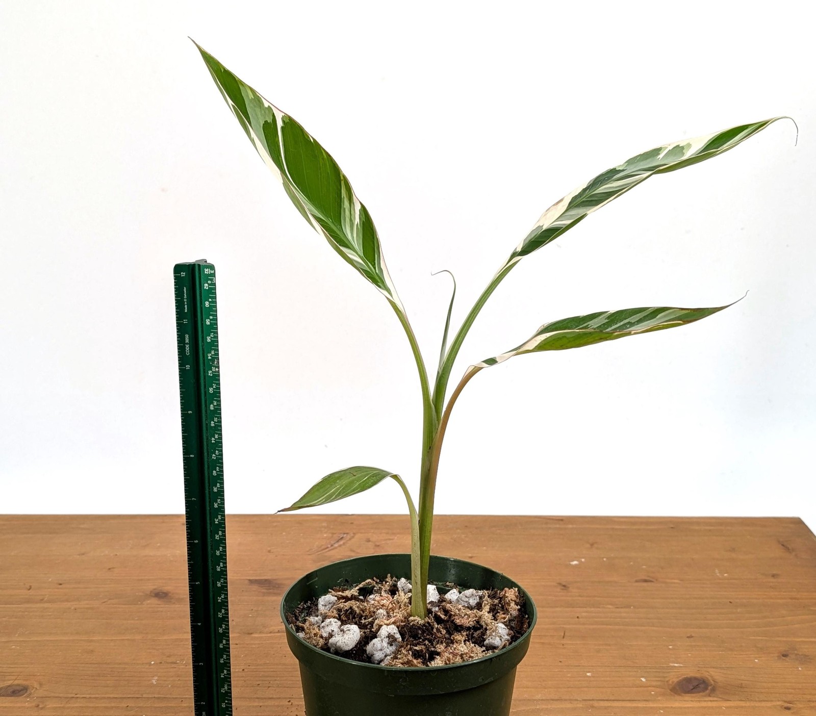 Variegated Musa Florida Banana Tree – Rare Exotic Tropical Indoor Houseplant
