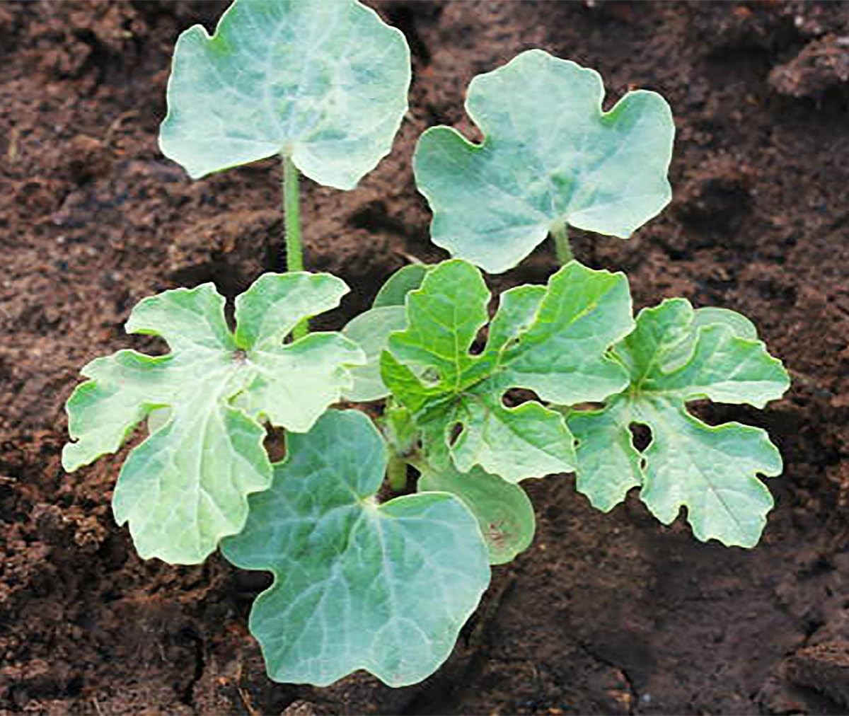 Delicious Tendersweet Orange Watermelon Seeds Produces Watermelons up to 153…
