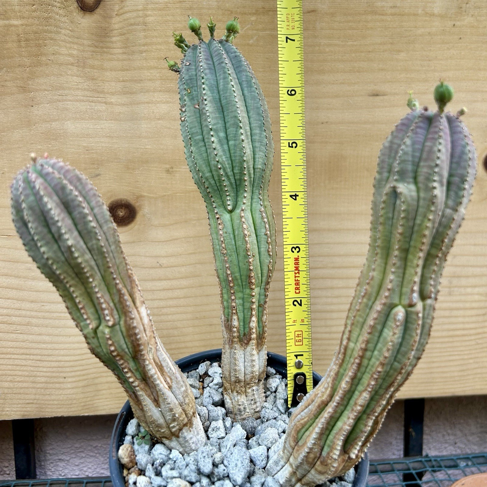 Euphorbia obesa Hybrid, Lot Of 3, Succulents not Cactus FEMALE Rare