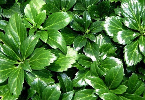 Japanese Spurge 48 Plants – Pachysandra – Hardy Groundcover – 1 3/4″ Pots