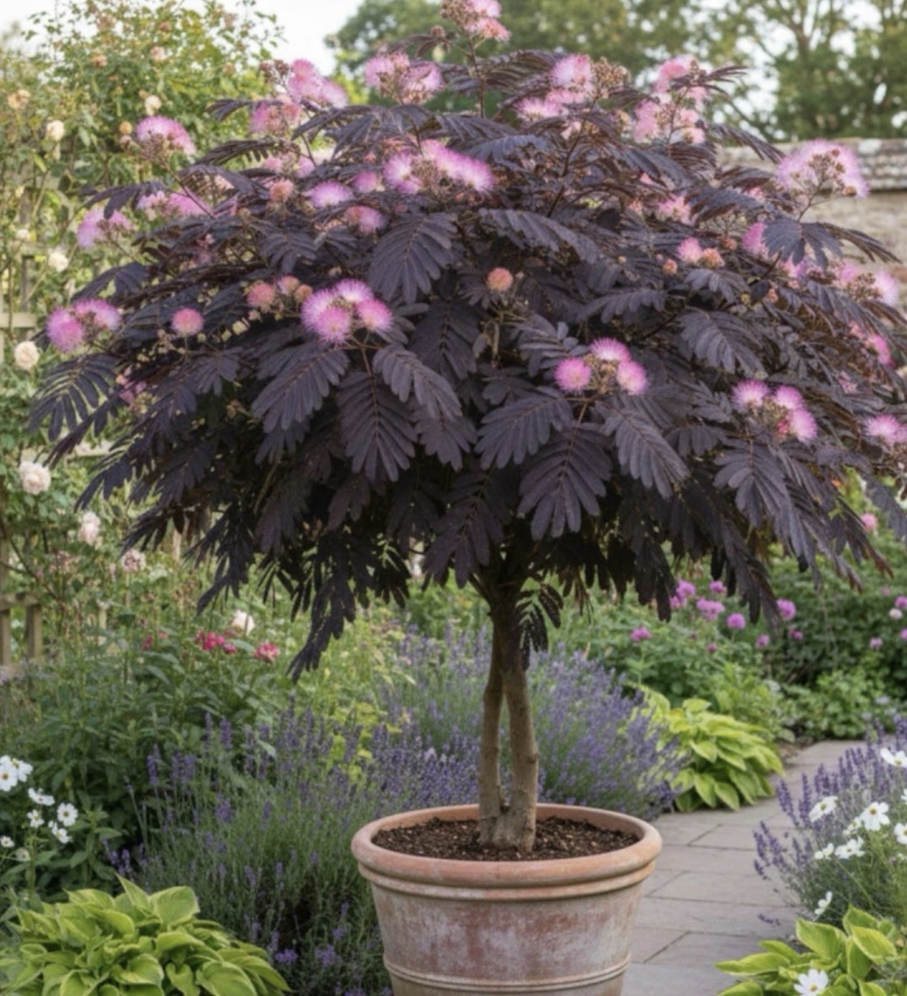 Summer Chocolate Mimosa Tree Albizia julibrissin, BARE ROOT,ALL FOLIAGE REMOVED