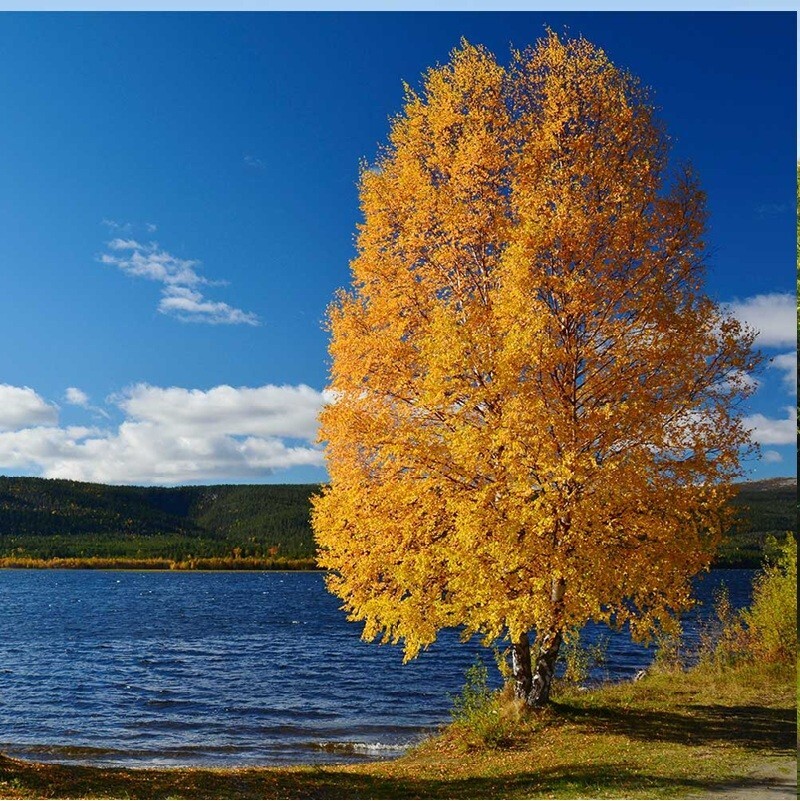 River Birch Tree Seeds Black Birch Betula Nigra Plant Fast Hardy Fall Color