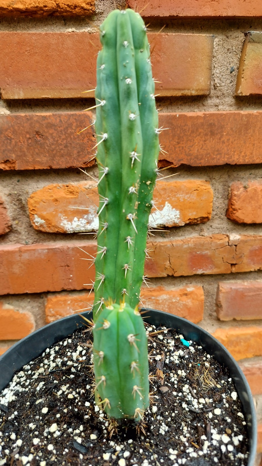 Sacred Cactus – Bridgesii Wowie Cross- Fully Rooted ( Exact Cactus)