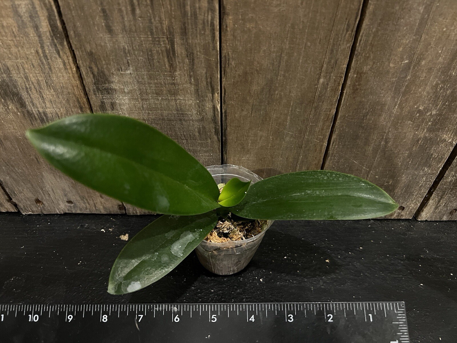 Phal. Chi Yueh Yellow Chameleon, Mature Size, FREE Shipping