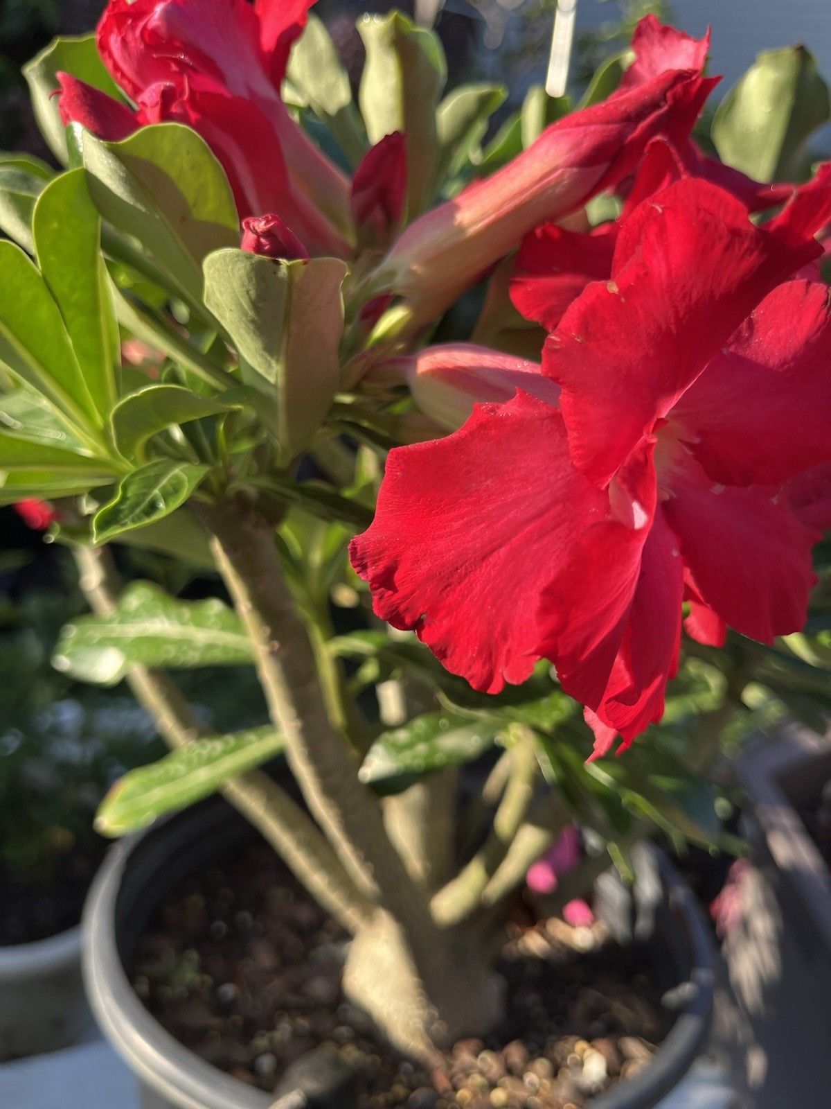 Own Root 7-8Years Old Doubles Petals Desert Rose In 3 Gallons Pit 20-25 In Tall