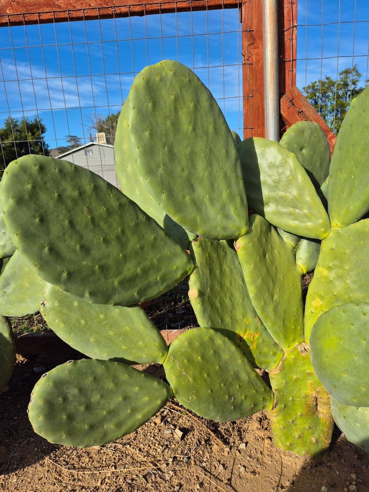 Rooted Prickly Pear Cactus Pad (8–12″) – Live Opuntia Plant