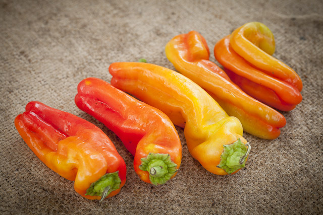 25 CUBANELLE SWEET PEPPER SEEDS ~ 2026 ~ heirloomseedguy ~ USA
