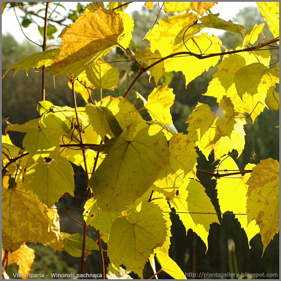 Riverbank Grape, Vitis riparia, Vine Seeds (Edible, Hardy, Fall Color, Showy)