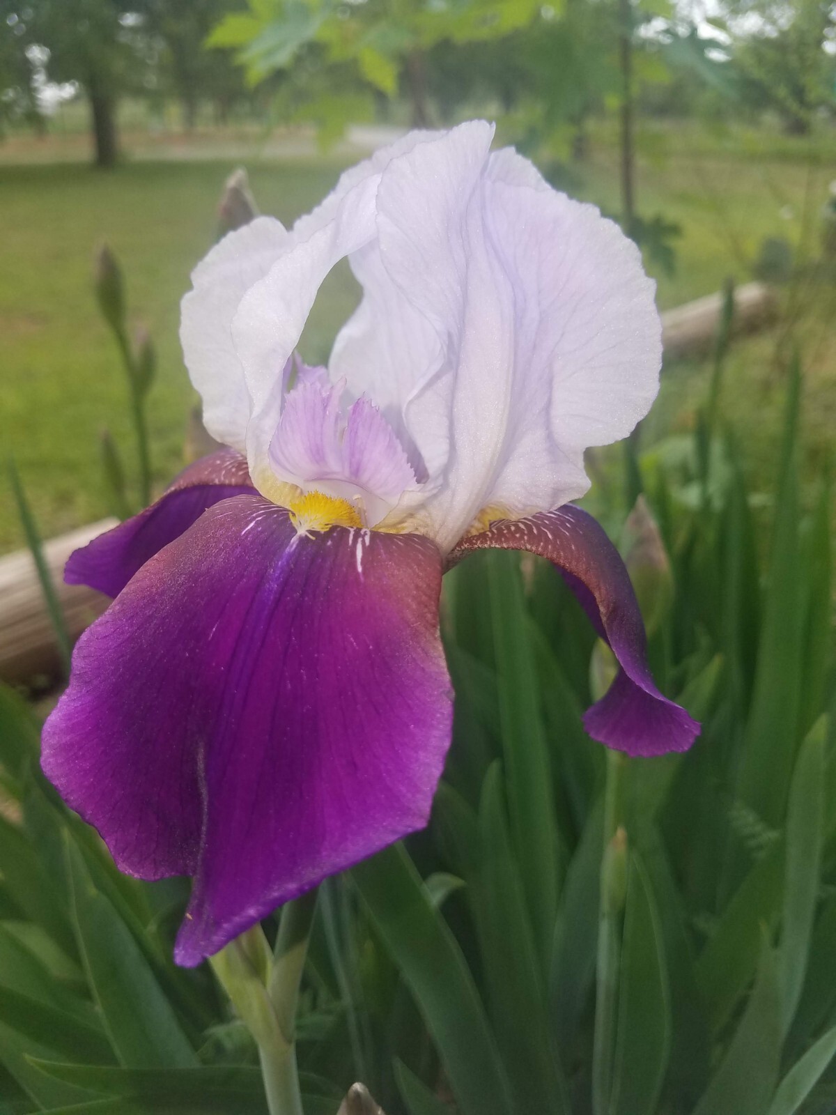 20x FRESH MIXED VARIETIES/COLORS BEARDED IRIS Bulbs/Rhizomes FRESH