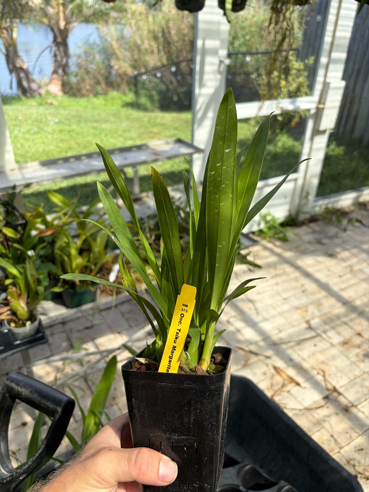 Onc. Tsiku Margarite ‘NN #1’ Orchid Plant 4” Oncidium