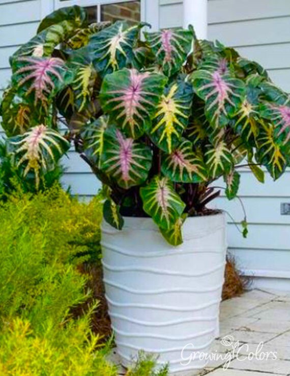 Waikiki Elephant Ear – Colocasia esculenta – Live STARTER Plant~~VERY RARE & HTF