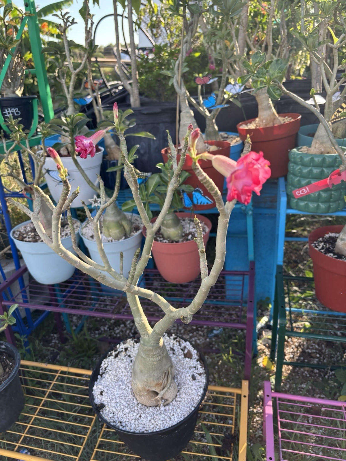 Adenium Obesum Desert Rose Bareroot Double Dark Pink