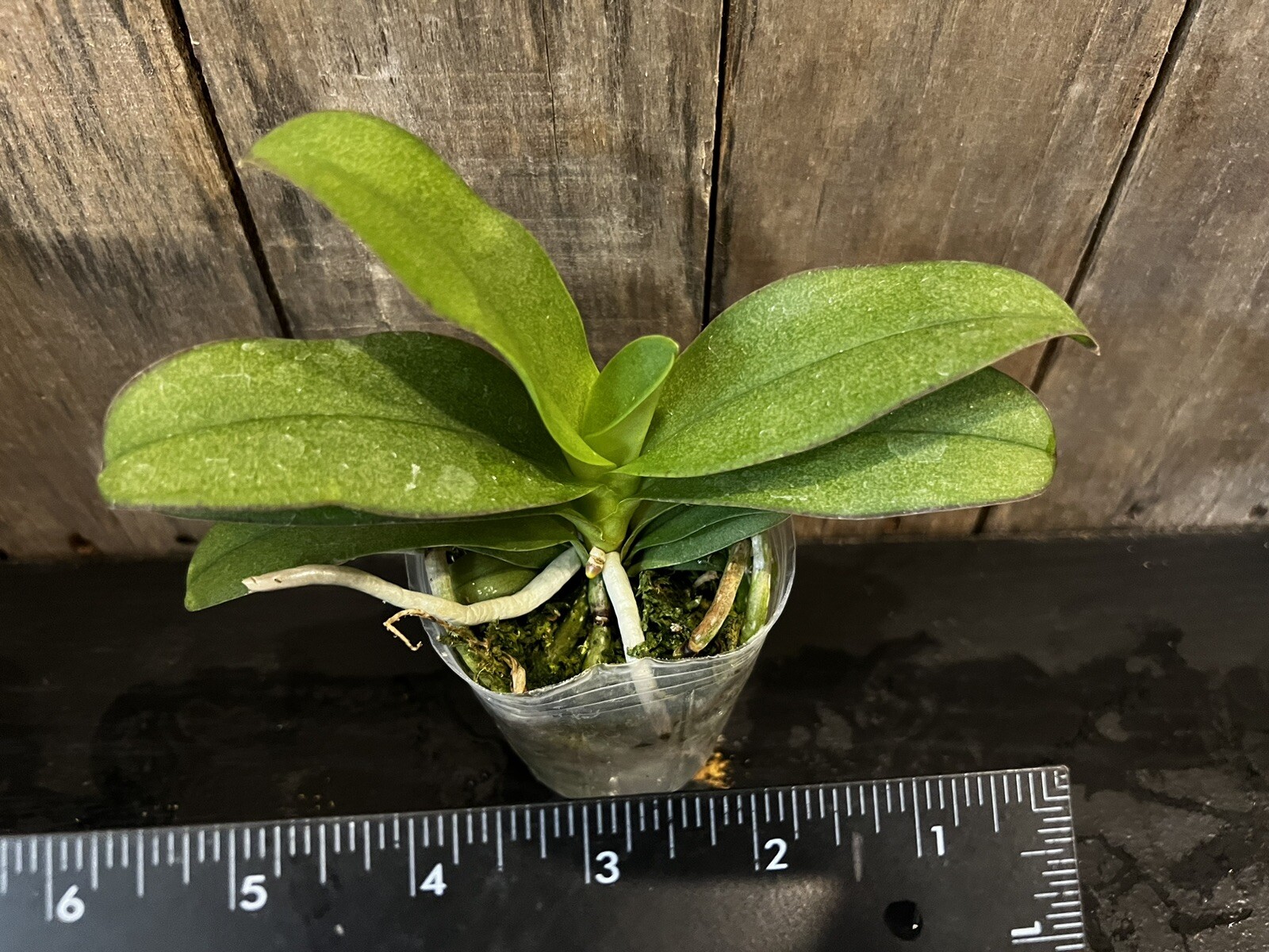 Vdnps. Pulcherrimin, Blooming Size, FREE Shipping