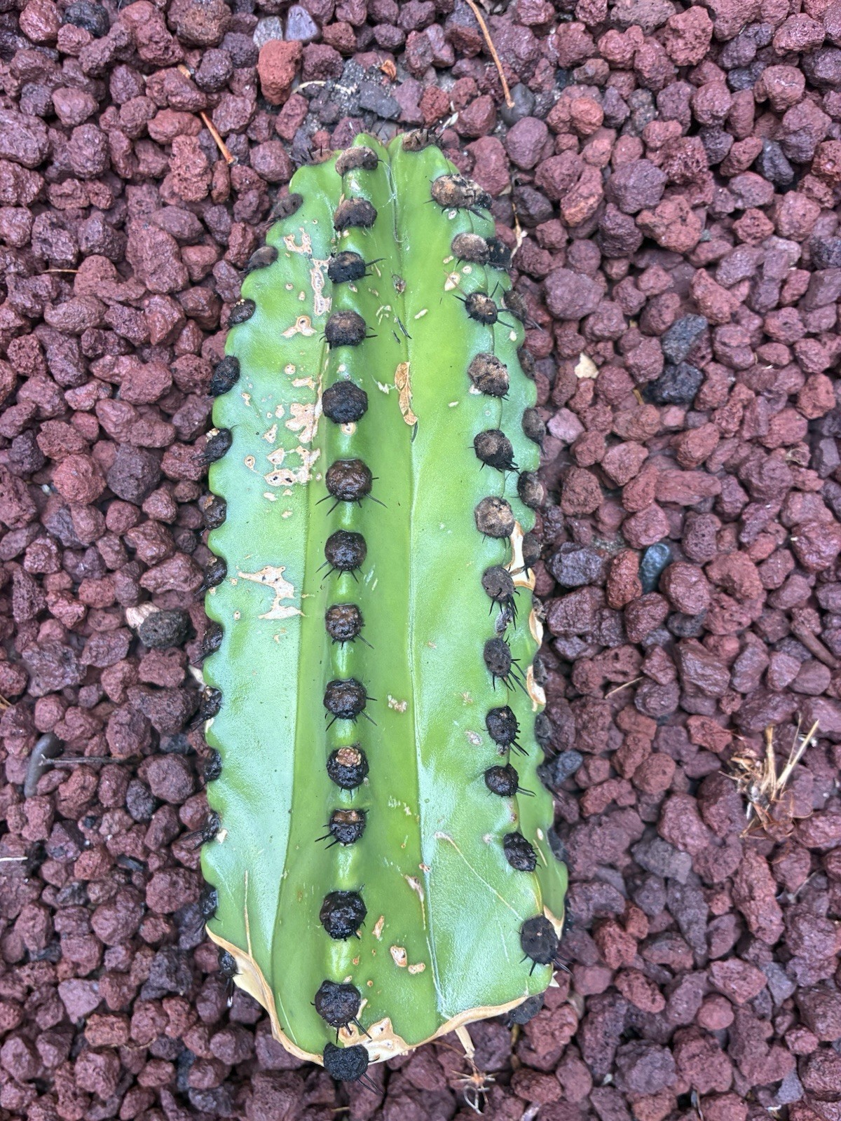 Stenocereus Pruinosus Cactus Cutting