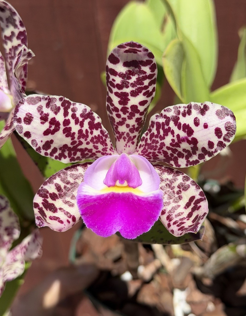 SVO Stud Collection Orchid: C. Summer Spot X C. Small World