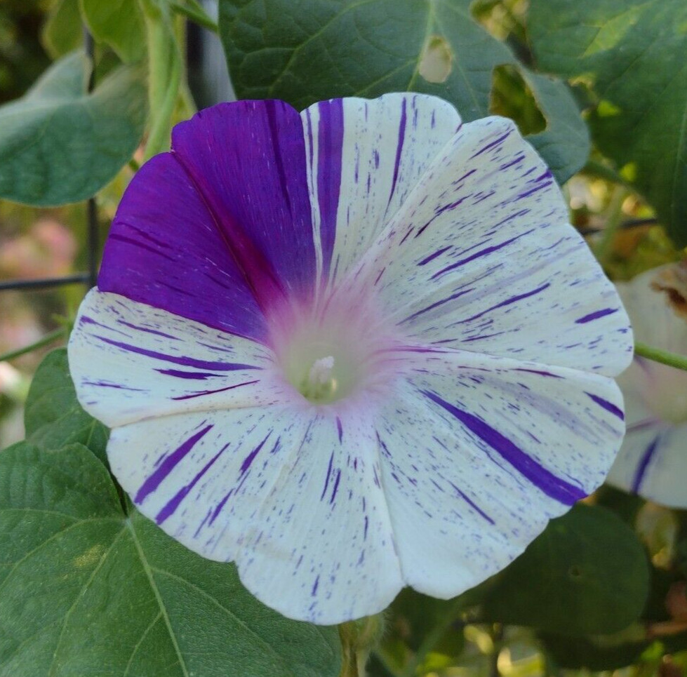 100+ Morning Glory Seeds Mystery Mix | Purple/Blue/Orange/Red/Pink/White/Striped