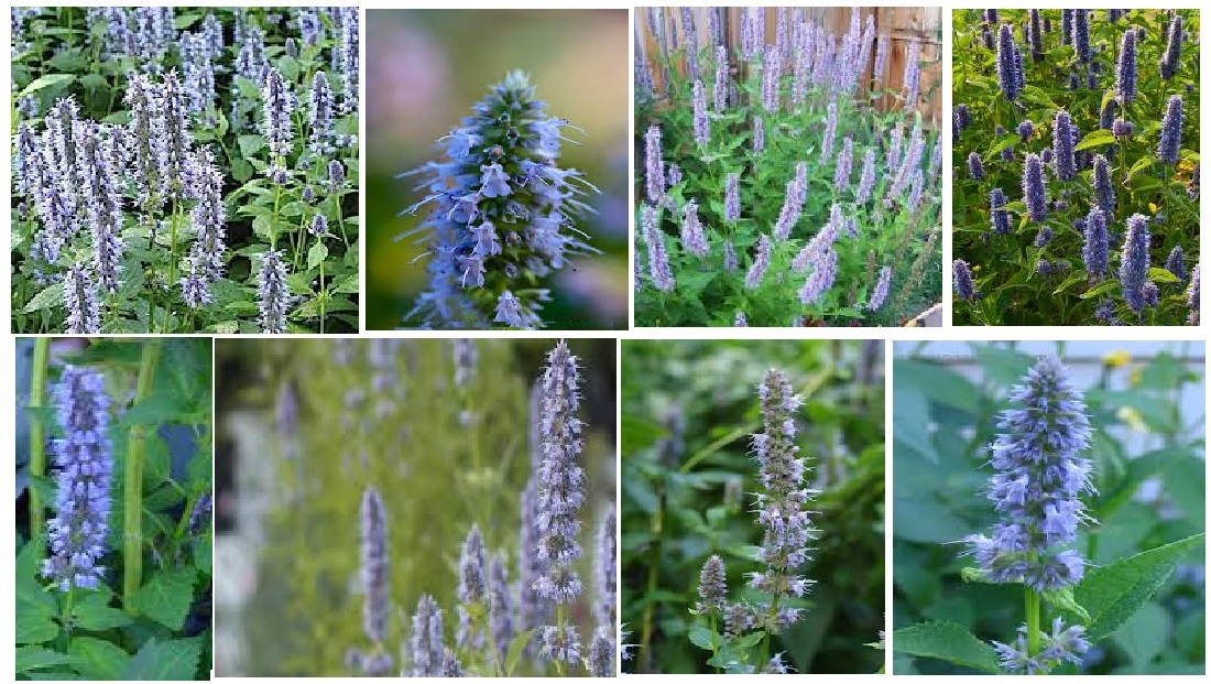 Mint Blue Agastache Hyssop Perennial Mint Herb 25 Seeds USA Seller