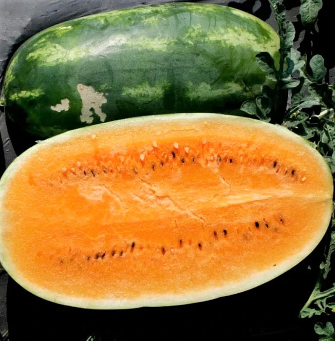 Tendersweet Orange Watermelon Seeds | Fruit Tropical Orangeglo Water Melon 2024