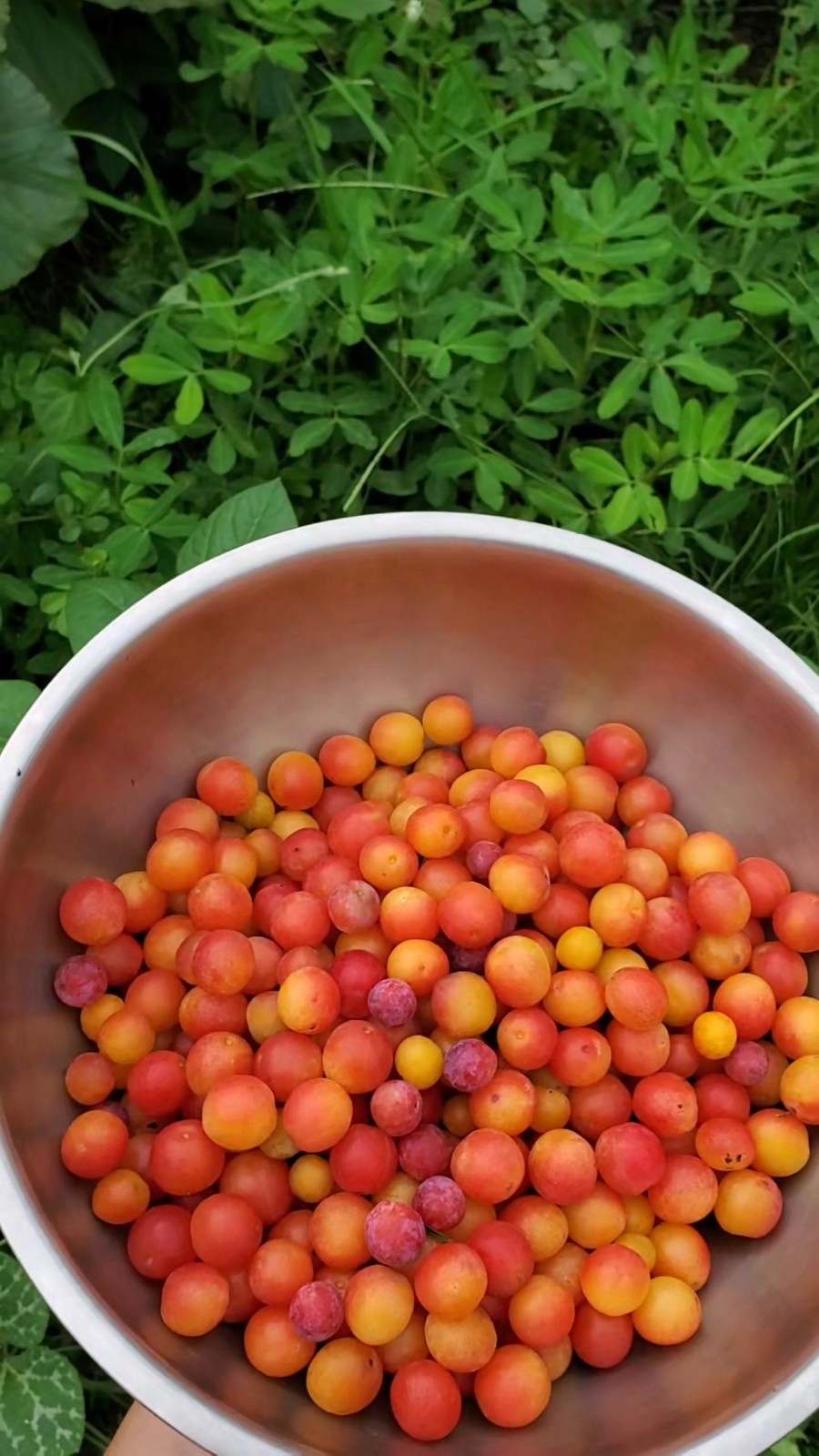 10+ Chickasaw Plum Seeds – Fresh 2026 Harvest | Beyond Organic