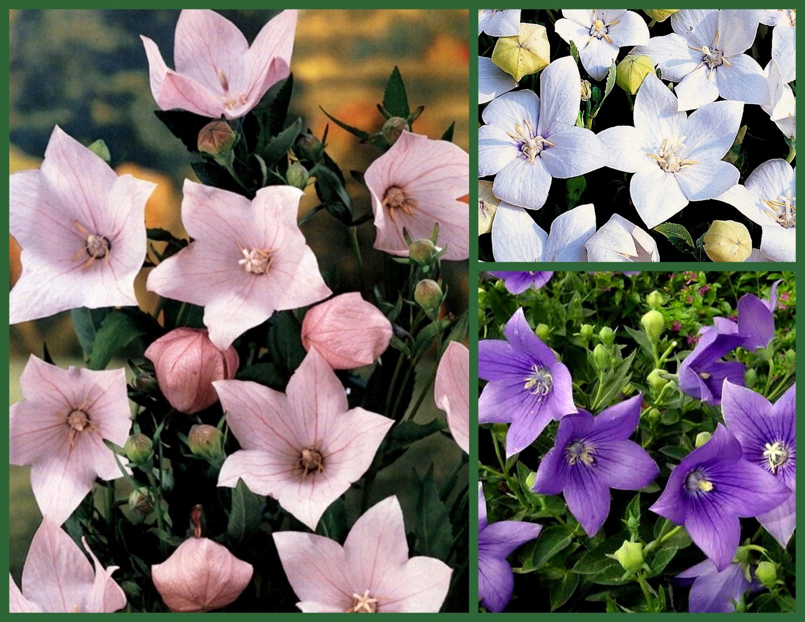Balloon Flower Seeds, Purple, Pink & White 3pk Special, Heirloom Perennial Seed