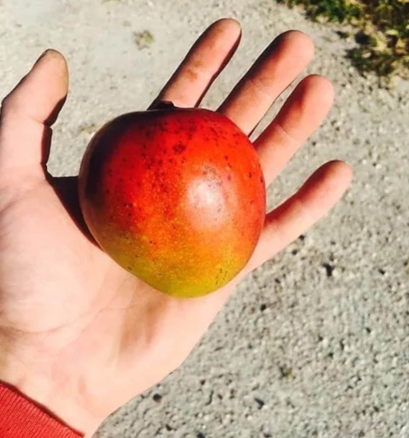 Dwarf Hawaiian Mango Tree – Live Plant – 3 Gal Pot – Grafted – No Ship to CA