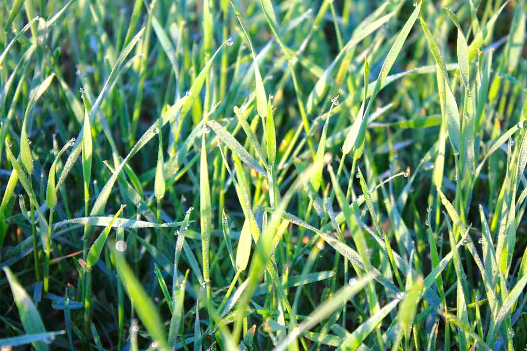 Climax Timothy Grass Seeds – For 2026 Planting Hay Pasture Meadow Lawn Landscape