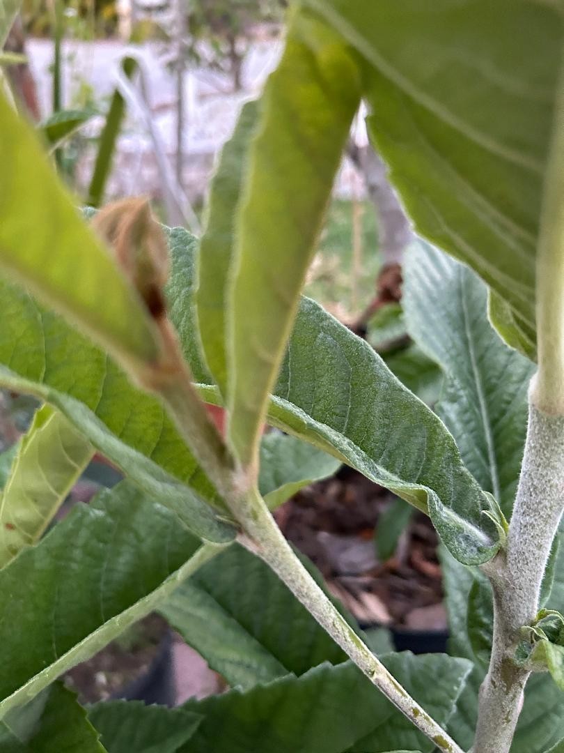Loquat – Honey Dew – 2 cuttings/scions for grafting, Japanese variety