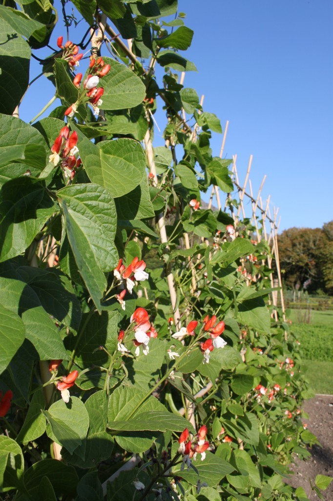 PAINTED LADY RUNNER BEANS, Heirloom, Edible & Ornamental, Red & White Blossoms