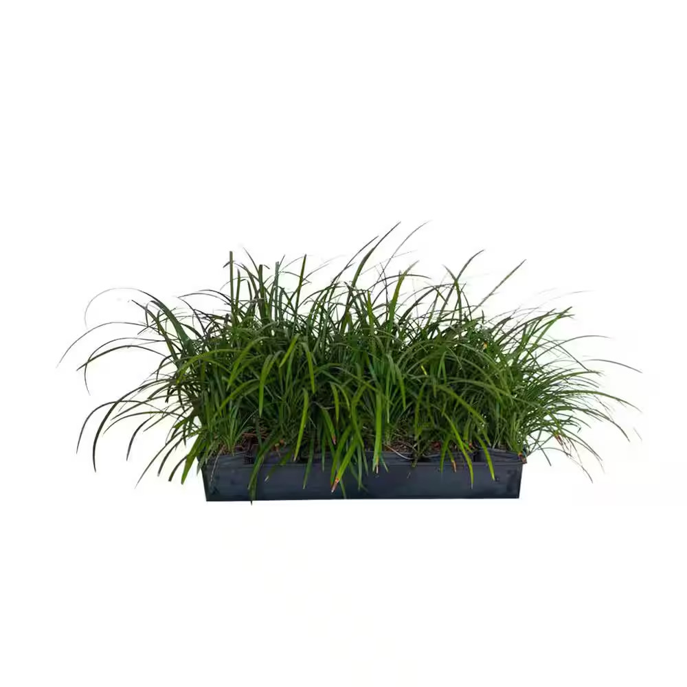 Big Blue Liriope 3 1/4 In. Pots (18-Pack) – Live Groundcover Grass