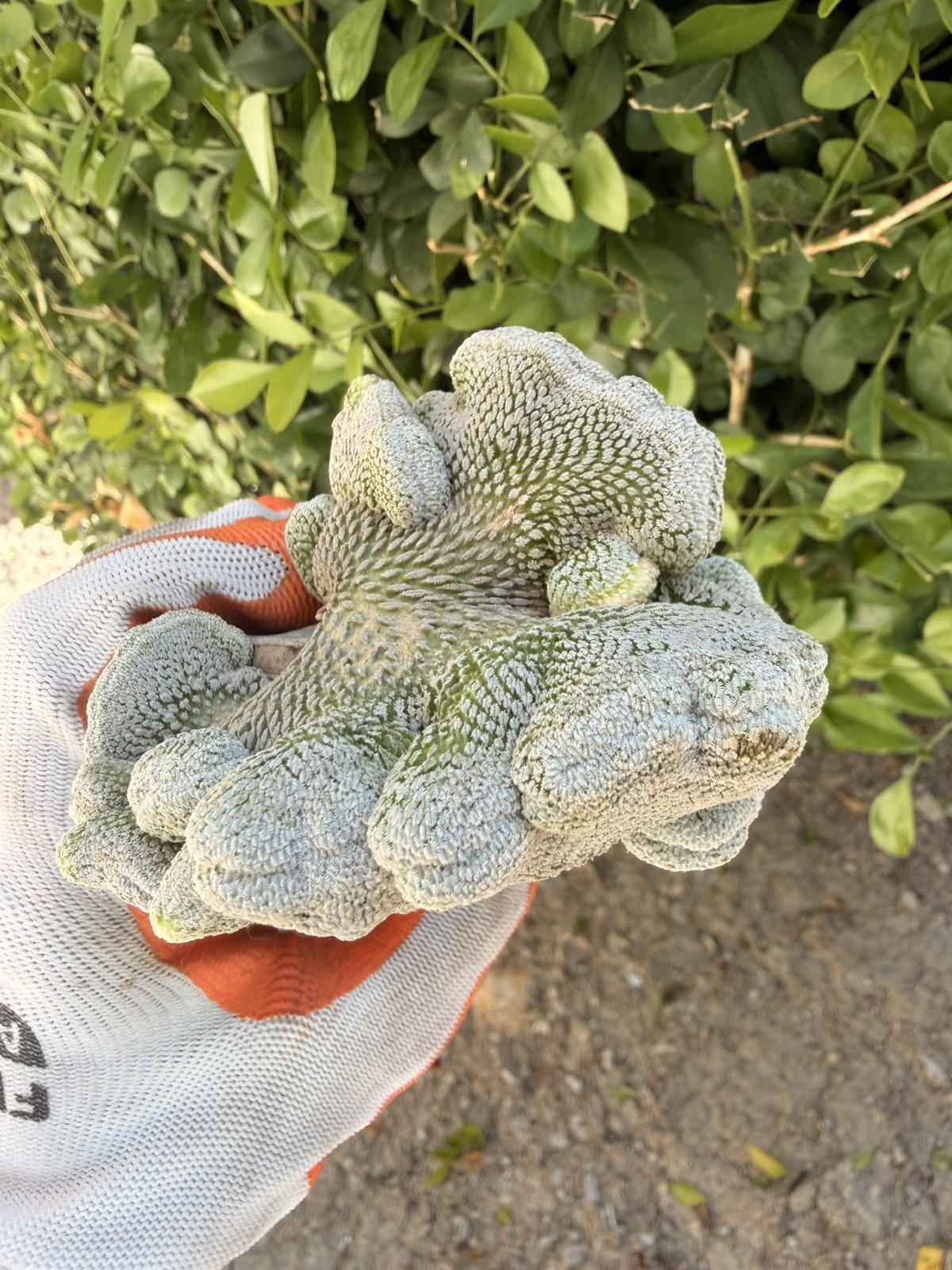 Rare Cactus Grafted