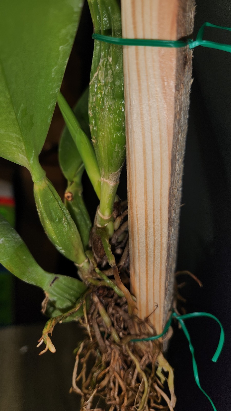 Rhyncholaeliocattleya Spanish Eyes X Laelia aurea ‘Sun’s Up’ Mounted Division