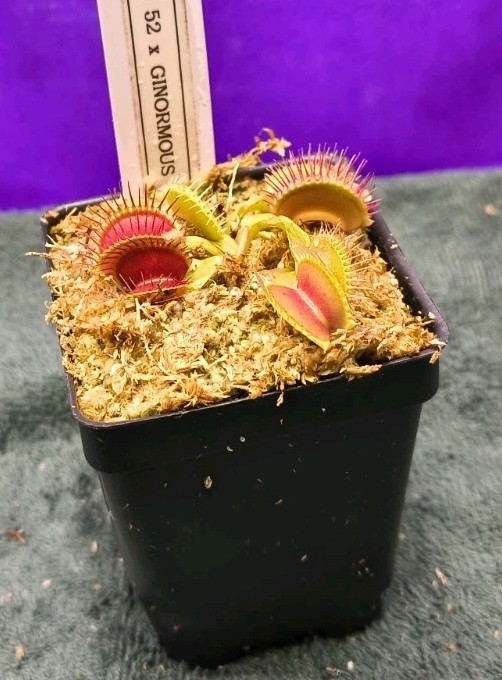 Venus Flytrap B52 X GINORMOUS Young Division Carnivorous Plant