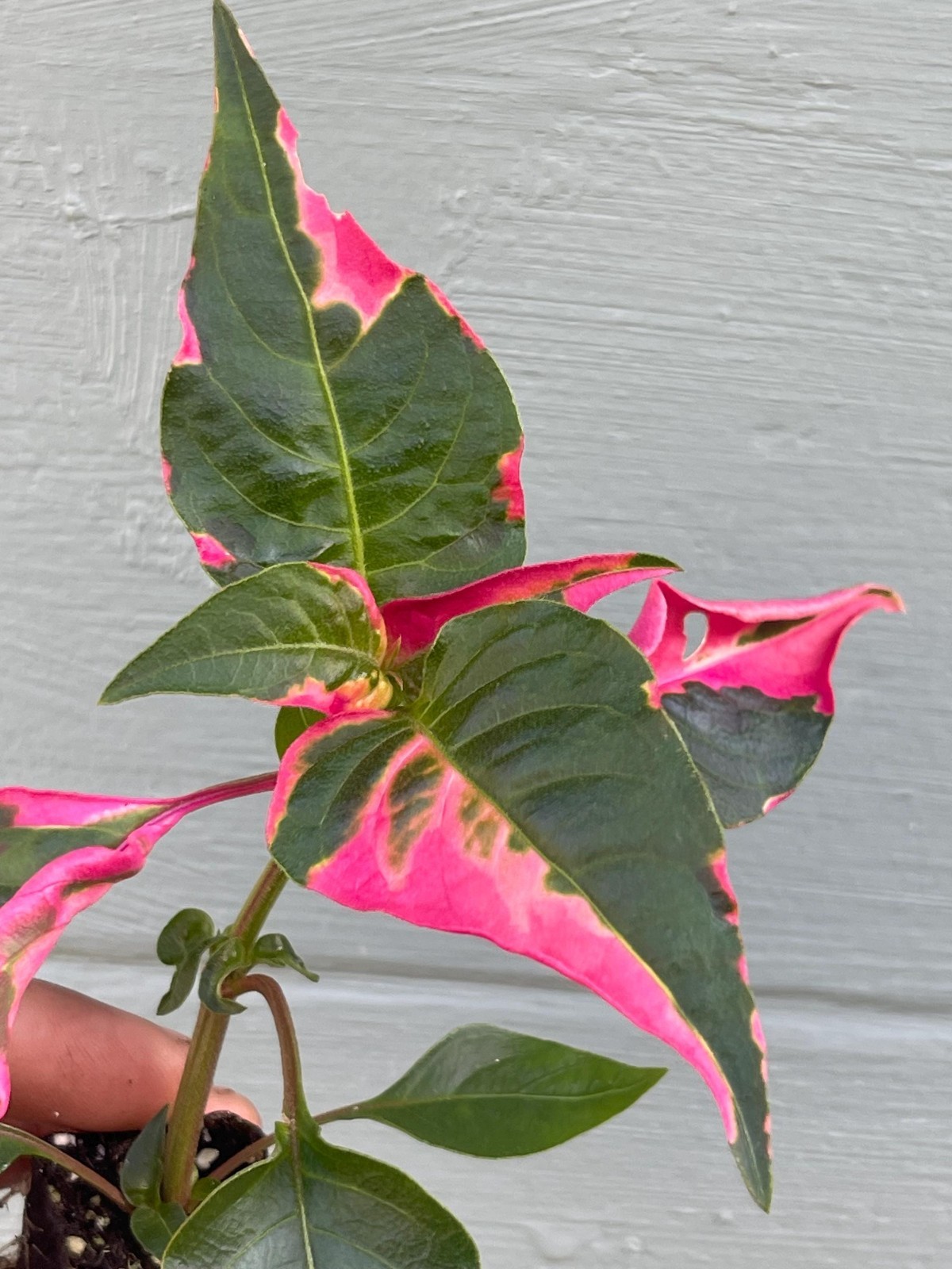 Alternanthera Party Time Plant Pink Variegated Ornamental Live Houseplant 2 Pack