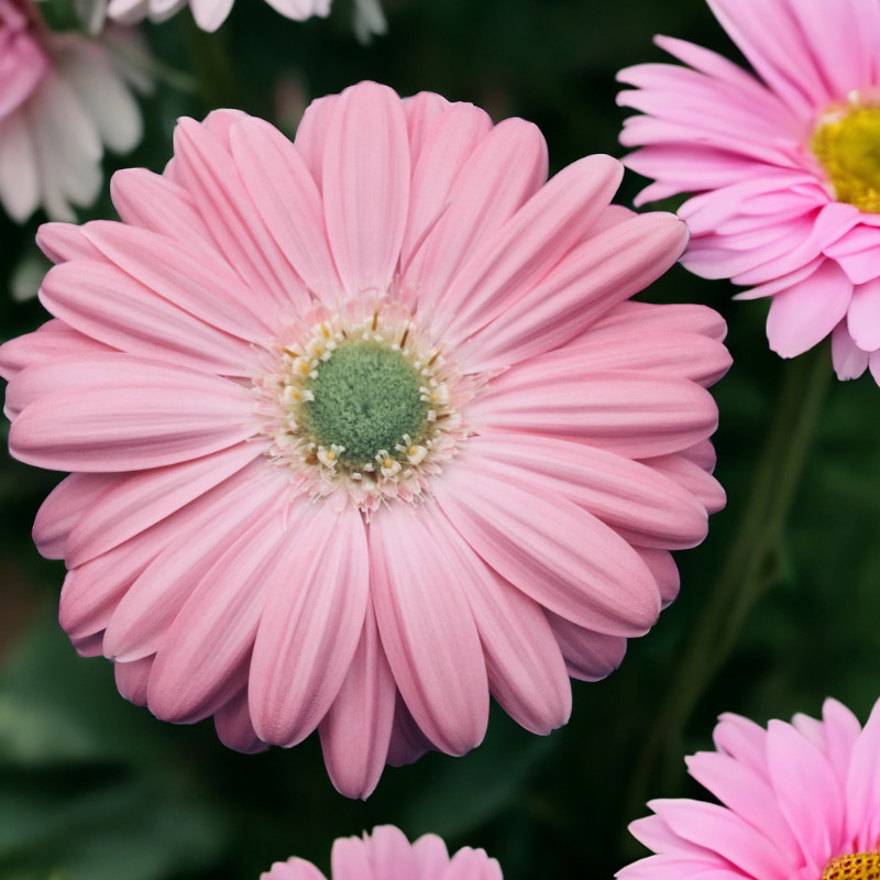 Gerbera Daisy Seeds 50+ Seeds Mum Flower, Flower Seeds, Annual, Flower Beds