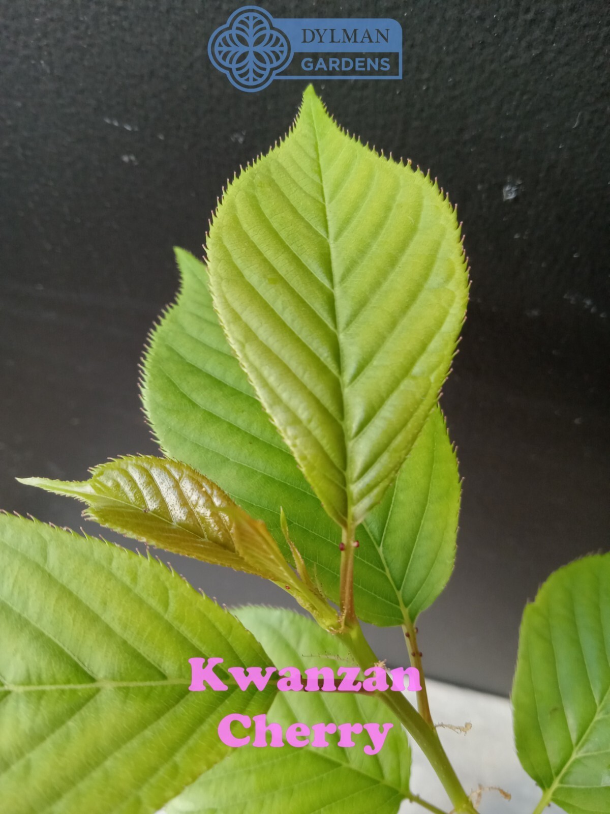 Kwanzan Cherry Tree (Prunus serrulata ‘Kwanzan’) Ornamental – Multiple Sizes