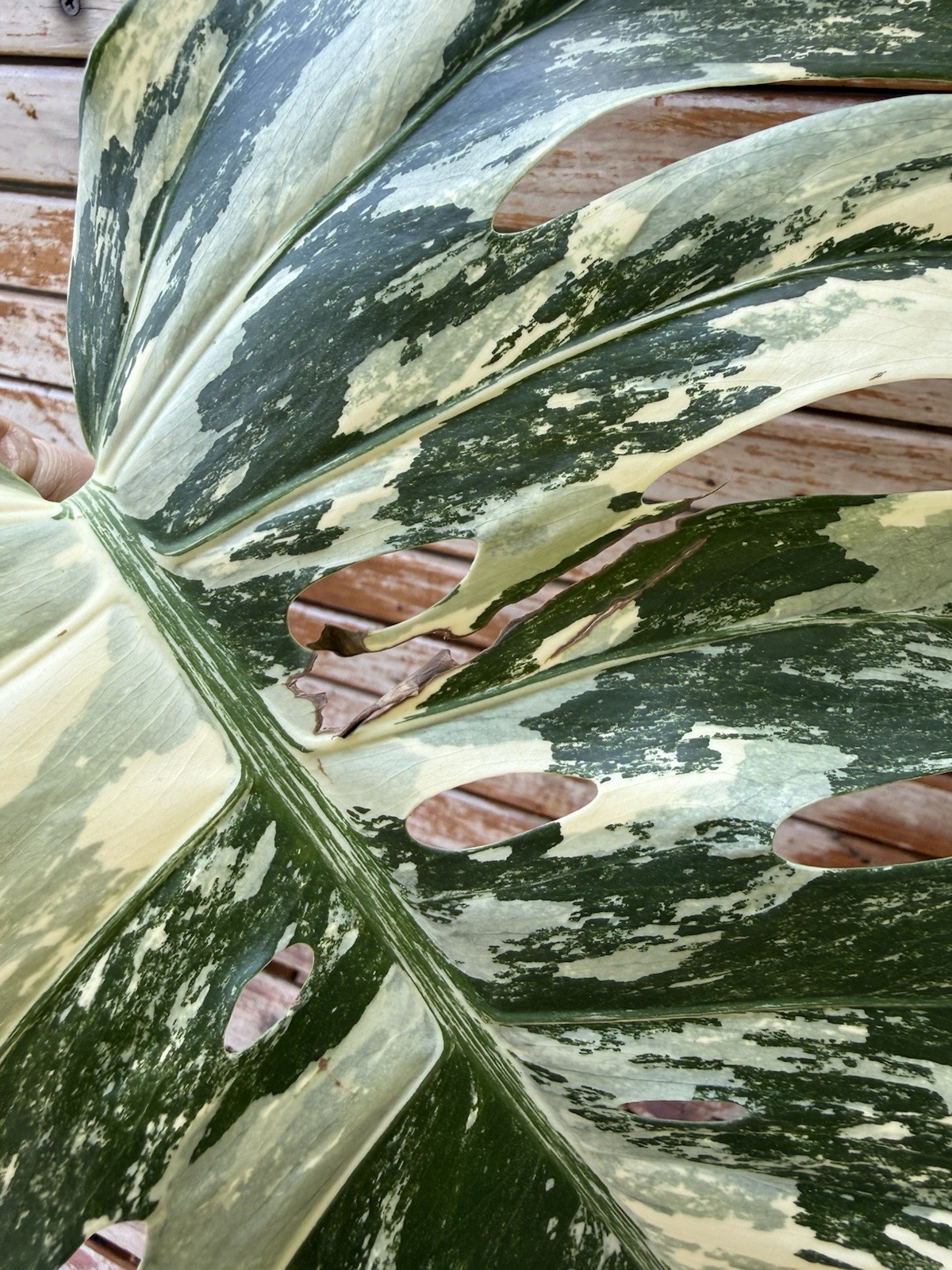 Monstera Albo Borsigiana HIGH Variegated Cutting – Large Leaf- Plant E