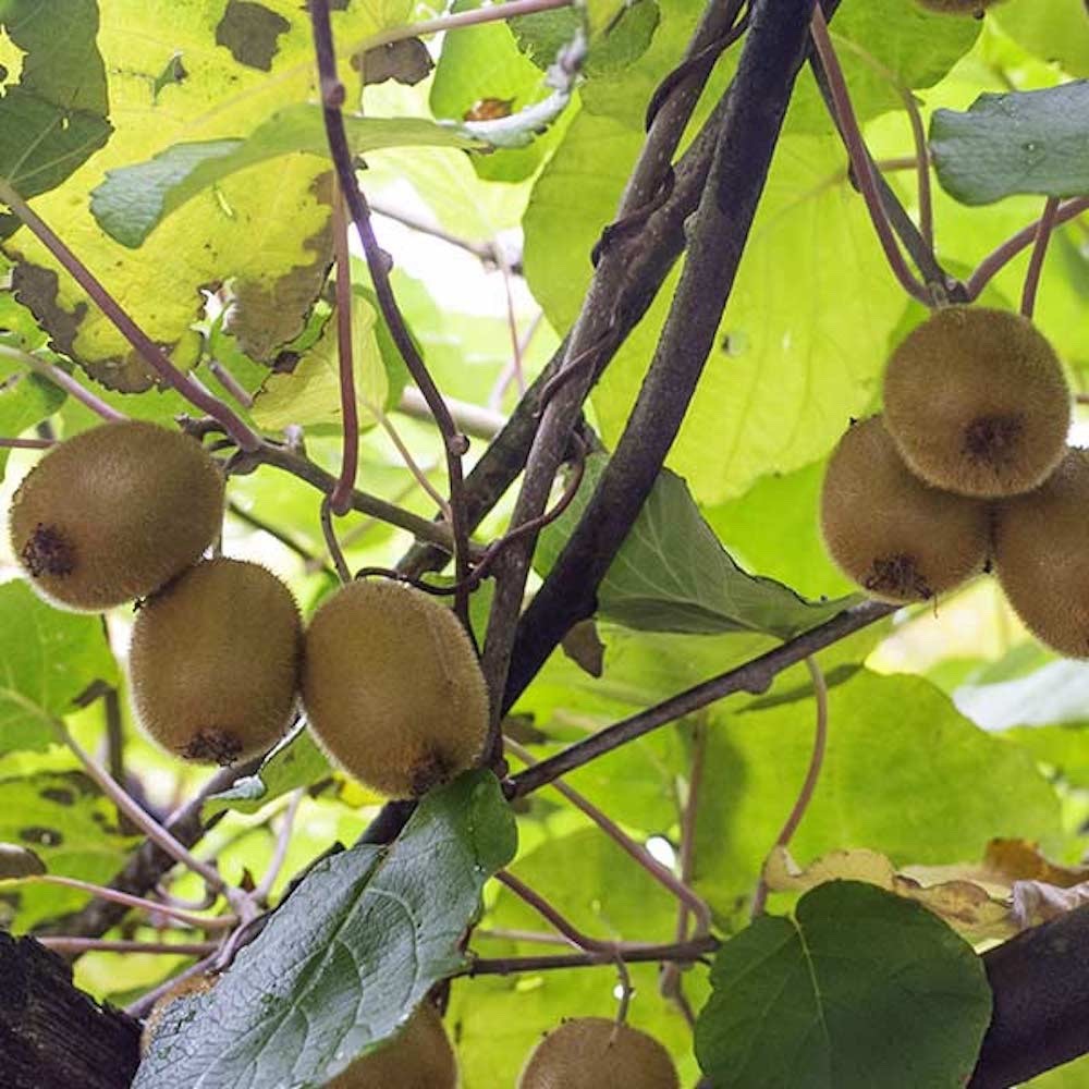 3 Vincent Kiwi Starter Plug – Actinidia chinensis