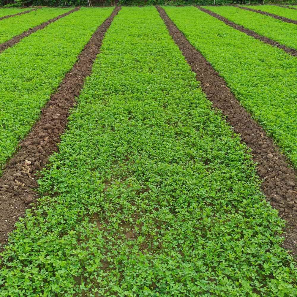 50 LBS Berseem Clover Seeds For Deer Food Plots, Cover Crops
