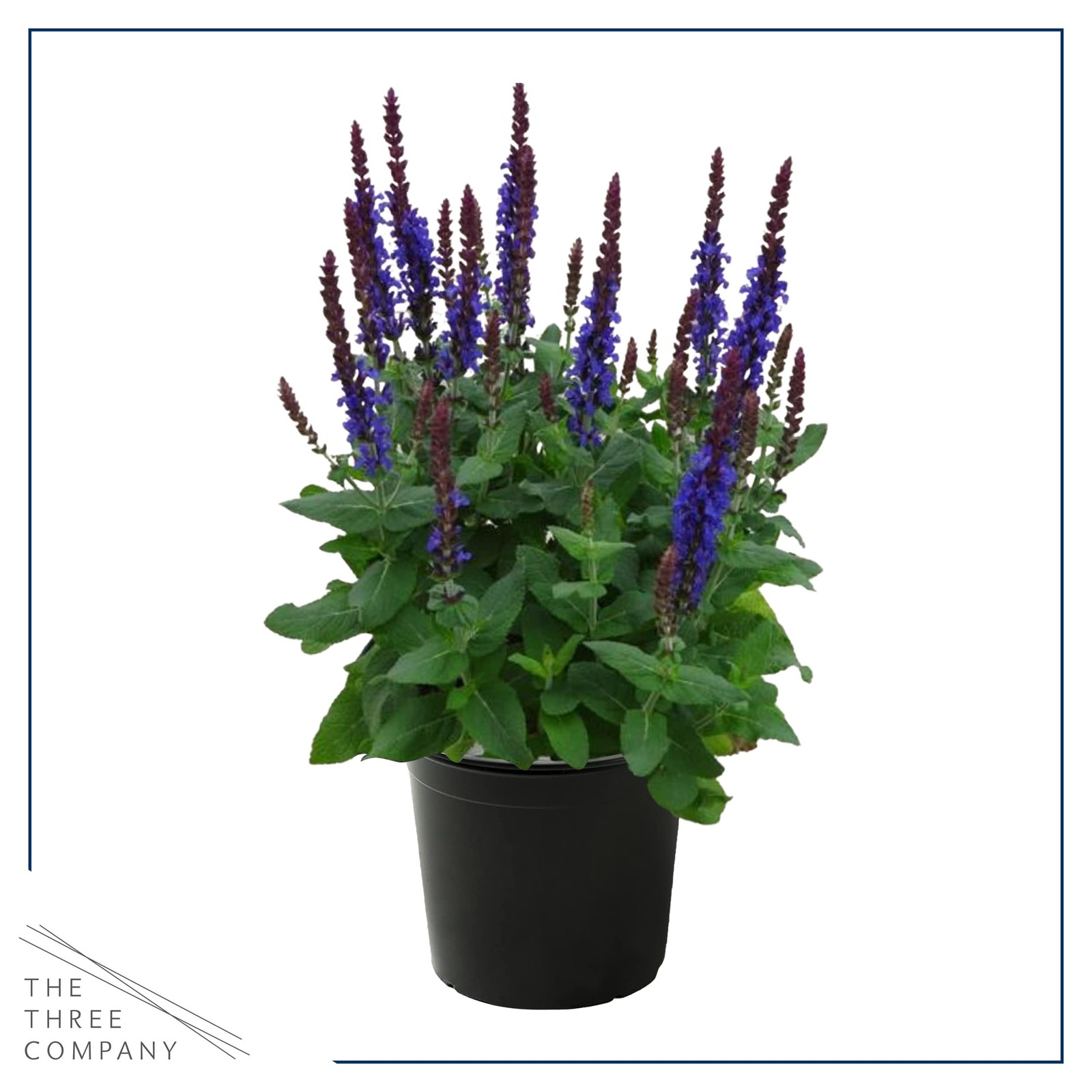 Live Salvia – Blue – Beautiful Upright Perennial – Healthy Spring Plant – 12″…