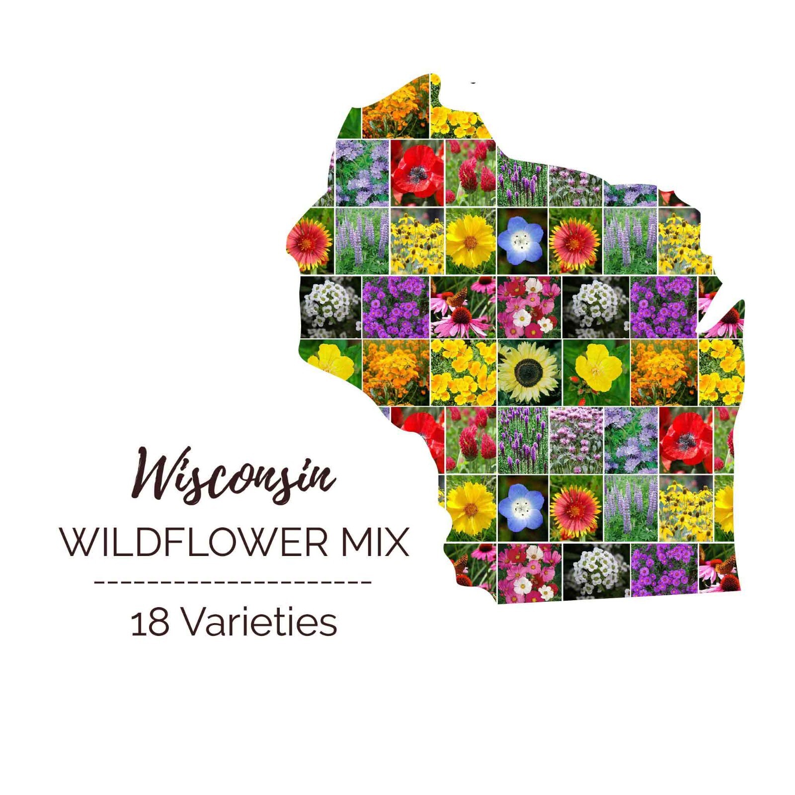Wildflower WISCONSIN State Flower Mix Perennials Annuals Non-GMO 1000 Seeds