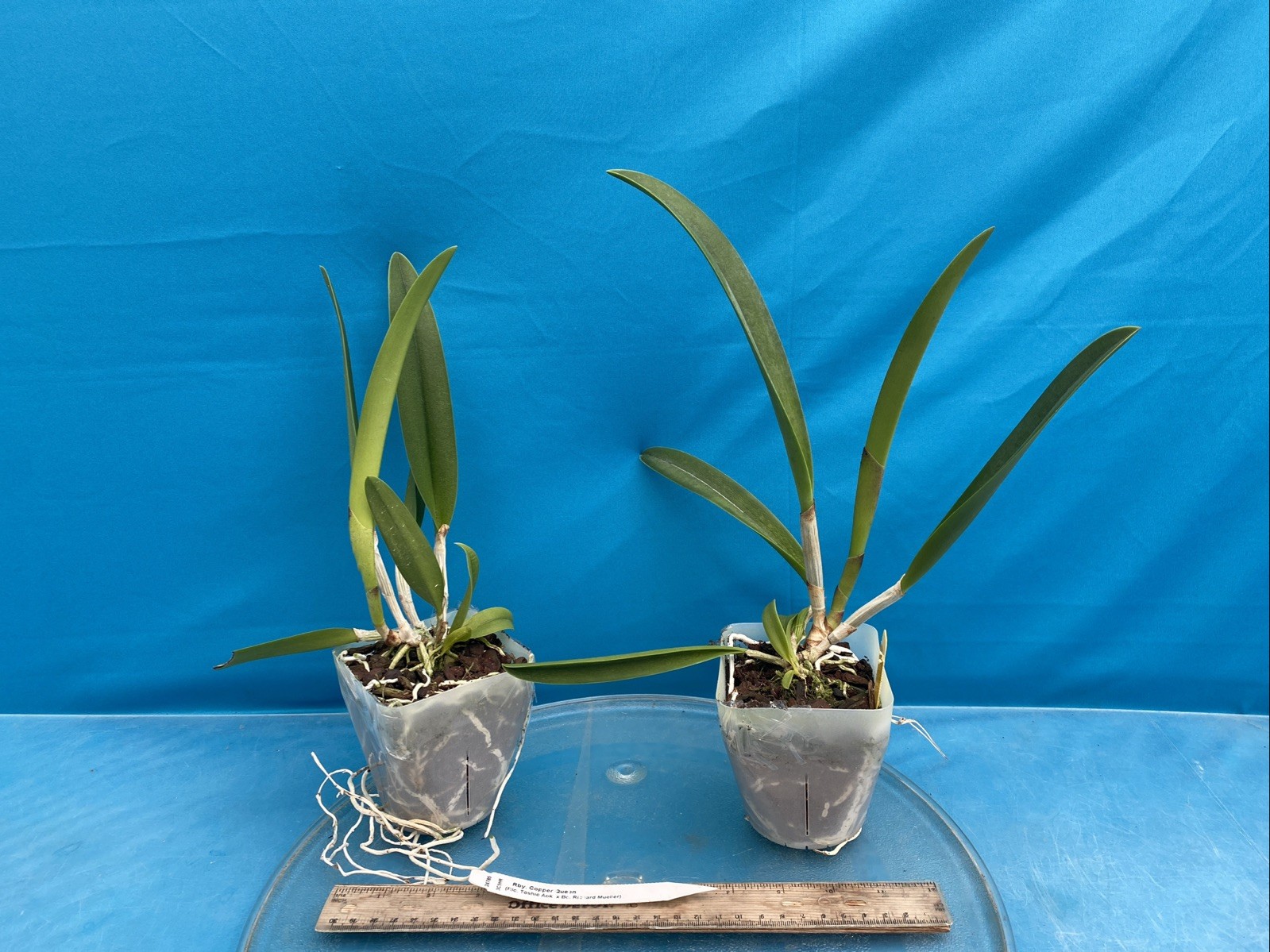 Rby Copper Queen Orange Yellow Red Spotty Bloom Size Orchid Hybrid 4” Pot