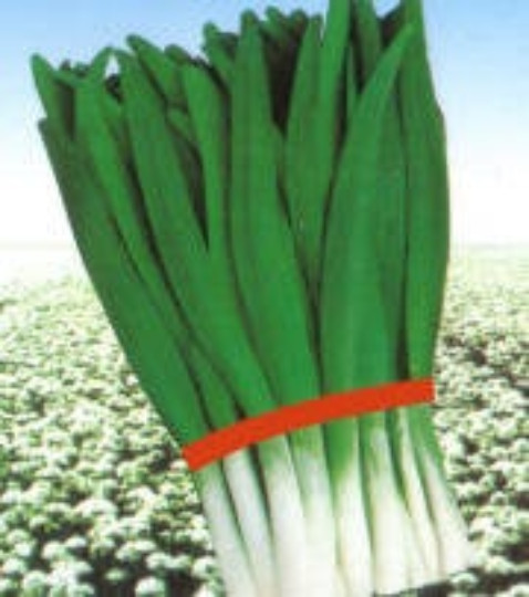 1000 DAH YE Broad Leaf Garlic Chive seeds; Allium tuberosum Rottler; 大寬葉韮菜