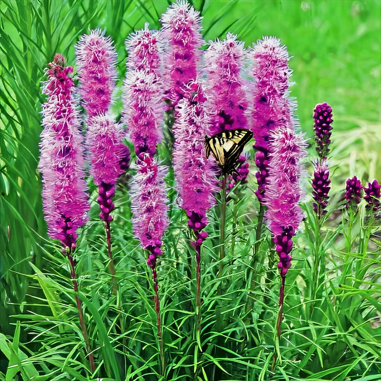 50 PURPLE BLAZING STAR FLOWER SEEDS Liatris spicata Cold Hardy-3 Butterfly Plant