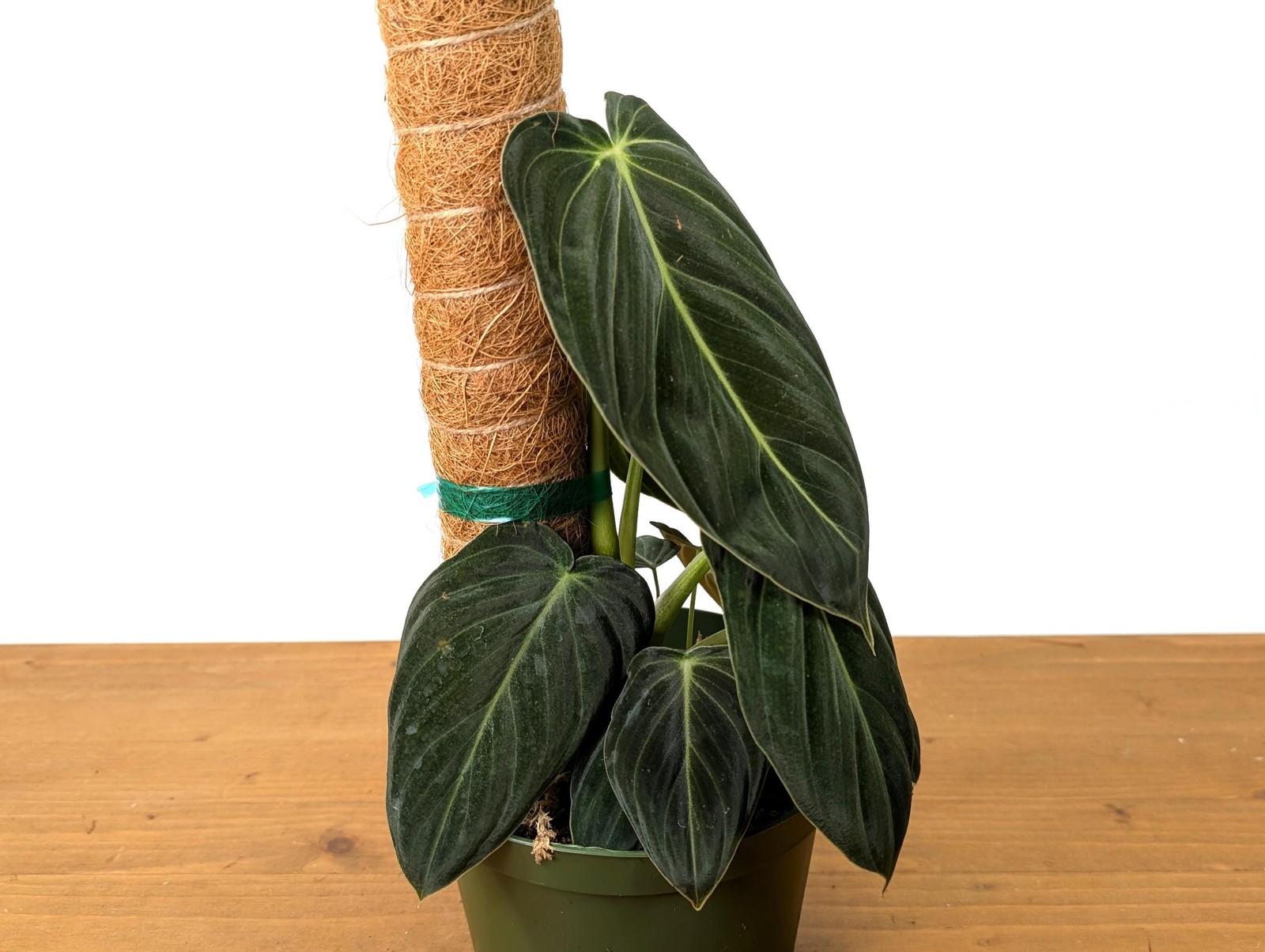 FULL & LARGE Philodendron Melanochrysum 2+ Plants per Pot – 4 Inch Pot