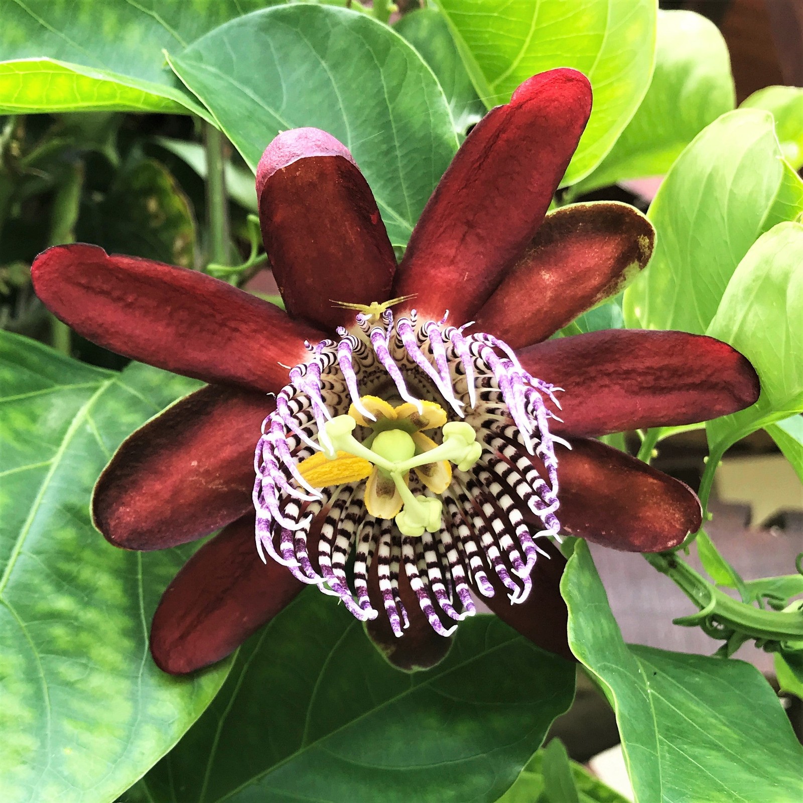 Passiflora Passion Flower Ruby Glow 1 Potted Vine Plant Rooted in a Quart Pot